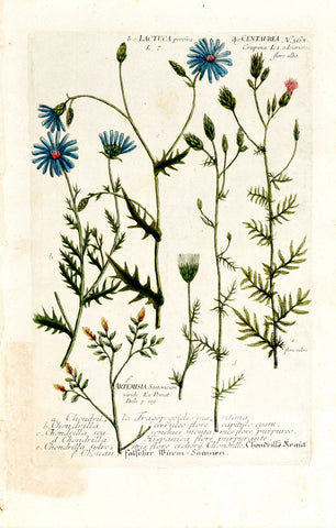 Johann Wilhelm Weinmann (1683-1741) Chondrilla (Gum Succory) & Lactuca (Blue Lettuce) N. 368