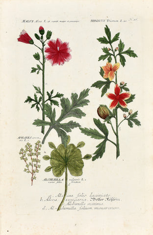 Johann Wilhelm Weinmann (1683-1741) Malva, Hibiscus, Aphanes & Alchemilla (Mallow, Hibiscus, Parsley & Lady's Mantle) N. 36