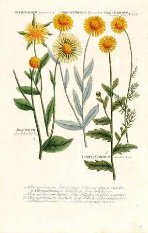Johann Wilhelm Weinmann (1683-1741) Buphthalmum (Oxeye) & Doronicum (Leopard’s Bane) & Chrysanthemum N. 377