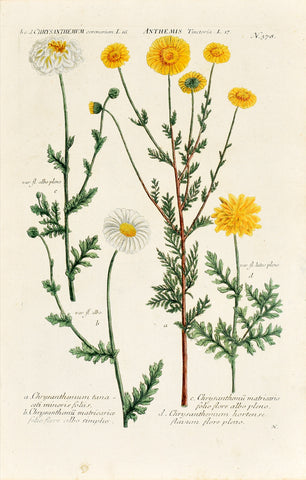 Johann Wilhelm Weinmann (1683-1741) Chrysanthemum (Crown Daisy) & Anthemis (Chamomile) N. 378