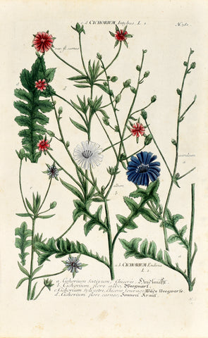 Johann Wilhelm Weinmann (1683-1741) Cichorium (Chicory & Endive) N. 381