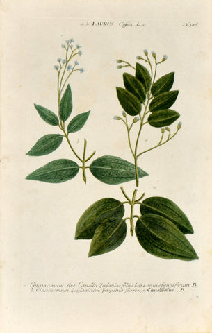 Johann Wilhelm Weinmann (1683-1741) Cinnamomum (Cinnamon) N. 386