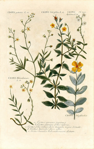 Johann Wilhelm Weinmann (1683-1741) Cistus (Rockrose) N. 390