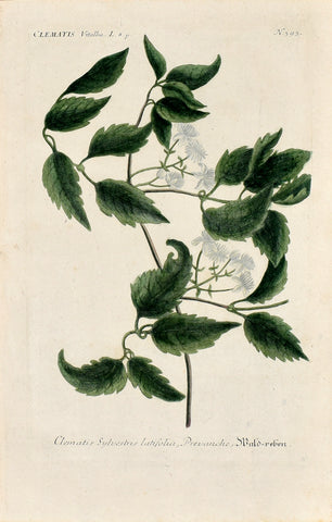 Johann Wilhelm Weinmann (1683-1741) Clematis N. 393