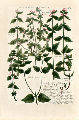 Johann Wilhelm Weinmann (1683-1741) Clinopodium (Calamint) & Teucrium (Germander) & Ziziphora N. 399