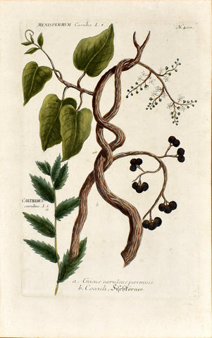Johann Wilhelm Weinmann (1683-1741) Menispermum (Moonseed) & Carthamus (Safflower) N. 400