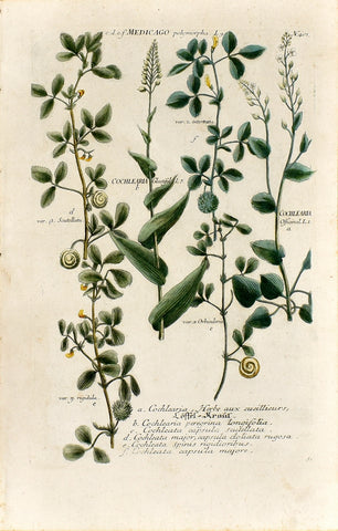 Johann Wilhelm Weinmann (1683-1741) Medicago (Medick) & Cochlearia (Scurvygrass) N. 401
