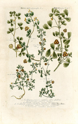 Johann Wilhelm Weinmann (1683-1741) Medicago (Medick) N. 402