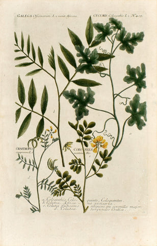 Johann Wilhelm Weinmann (1683-1741) Cucumis (Colocynth) & Galega (Goat’s Rue) N. 405