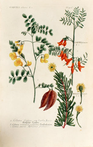 Johann Wilhelm Weinmann (1683-1741) Colutea (Bladder Senna) & Inula N. 406