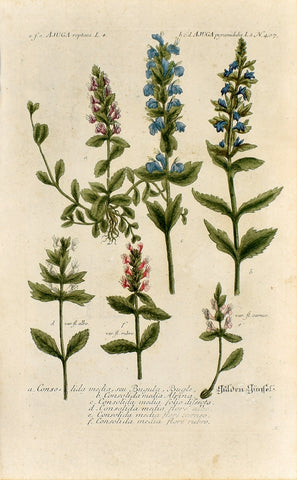 Johann Wilhelm Weinmann (1683-1741) Ajuga (Bugle) N. 407