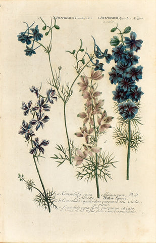 Johann Wilhelm Weinmann (1683-1741) Delphinium (Larkspur) N. 408