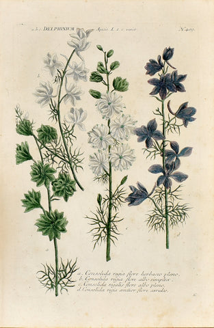 Johann Wilhelm Weinmann (1683-1741) Delphinium (Larkspur) N. 409
