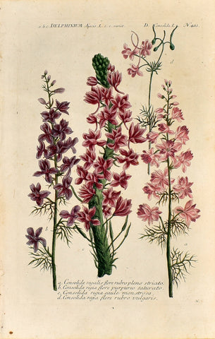 Johann Wilhelm Weinmann (1683-1741) Delphinium (Larkspur) N. 411