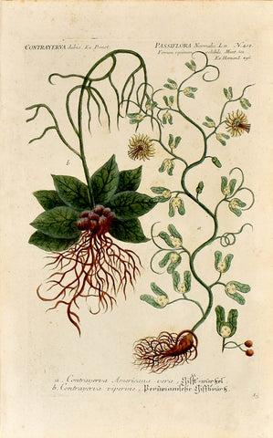 Johann Wilhelm Weinmann (1683-1741) Contrayerva & Passiflora (Passionflower)N. 412