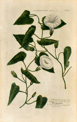 Johann Wilhelm Weinmann (1683-1741) Convolvulus (Bindweed) N. 413