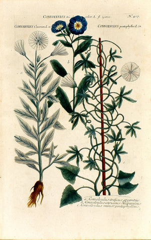 Johann Wilhelm Weinmann (1683-1741) Convolvulus (Bindweed) N. 417