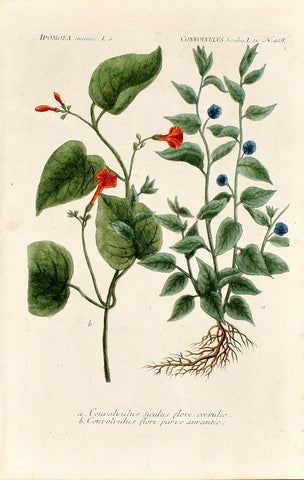 Johann Wilhelm Weinmann (1683-1741) Ipomoea (Morning Glory) & Convolvulus (Bindweed) N. 418