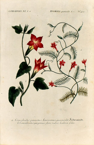 Johann Wilhelm Weinmann (1683-1741) Ipomoea (Morning Glory)  N. 419