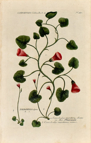 Johann Wilhelm Weinmann (1683-1741) Convolvulus (Bindweed) & Soldanella (Alpine Snowbell) N. 420