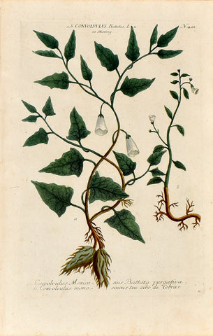 Johann Wilhelm Weinmann (1683-1741) Convolvulus (Sweet Potato) N. 421