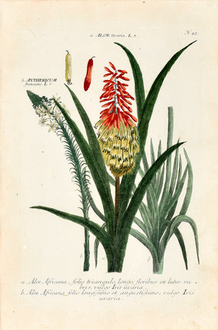 Johann Wilhelm Weinmann (1683-1741) Aloe & Anthericum (Aloe & St. Bernard's Lily)