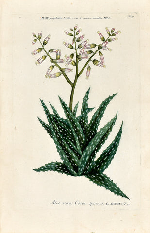 Johann Wilhelm Weinmann (1683-1741) Aloe (Aloe) N. 51