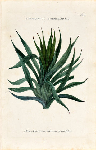 Johann Wilhelm Weinmann (1683-1741) Agave (Century Plant) N. 53