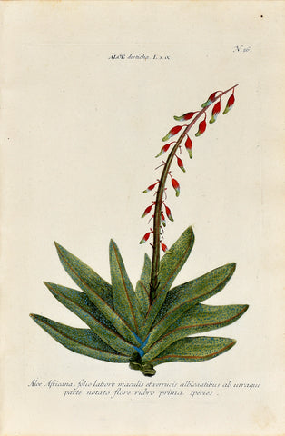 Johann Wilhelm Weinmann (1683-1741) Aloe (Aloe) N. 56