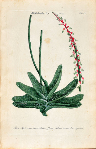 Johann Wilhelm Weinmann (1683-1741) Aloe (Aloe) N. 57