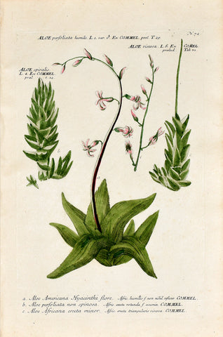 Johann Wilhelm Weinmann (1683-1741) Aloe (Aloe) N. 72