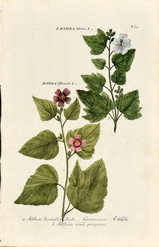 Johann Wilhelm Weinmann (1683-1741) Lavatera & Althaea (Tree Mallow & Marsh Mallow) N. 79