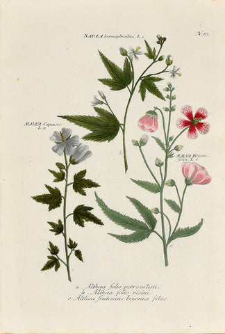 Johann Wilhelm Weinmann (1683-1741) Napaea & Malva (Glade Mallow & Cape Mallow) N. 83