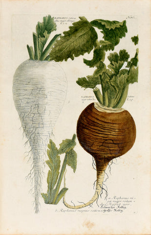 Johann Wilhelm Weinmann (1683-1741) Raphanus sativus (Radish) N. 861