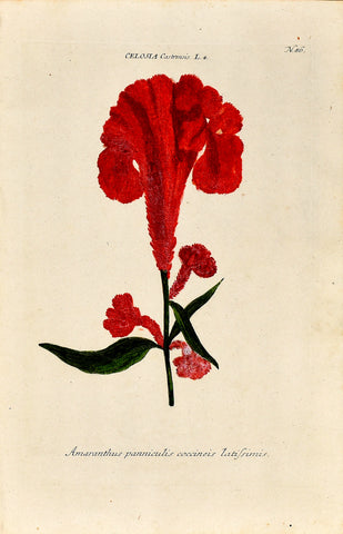 Johann Wilhelm Weinmann (1683-1741) Celosia (Cockscomb) N. 86