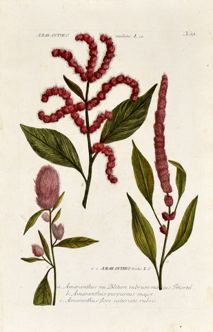 Johann Wilhelm Weinmann (1683-1741) Amaranthus (Amaranth) N. 88