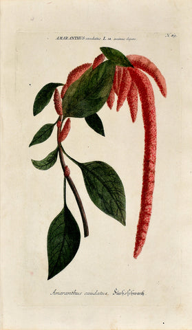 Johann Wilhelm Weinmann (1683-1741) Amaranthus (Amaranth) N. 89