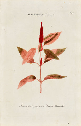 Johann Wilhelm Weinmann (1683-1741) Amaranthus (Amaranth) N. 90