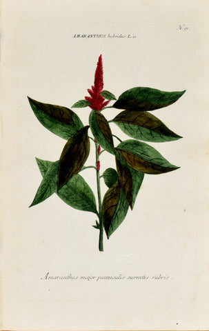 Johann Wilhelm Weinmann (1683-1741) Amaranthus (Amaranth) N. 91
