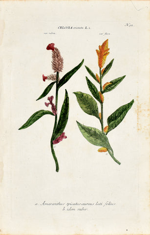 Johann Wilhelm Weinmann (1683-1741) Celosia (Cockscomb) N. 92
