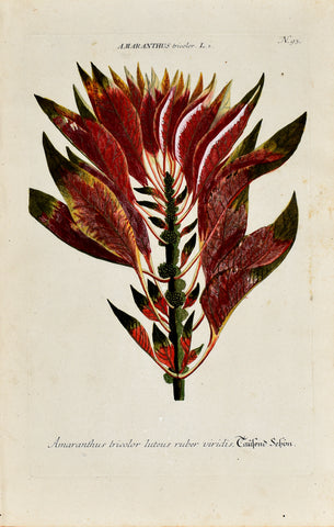 Johann Wilhelm Weinmann (1683-1741) Amaranthus (Amaranth) N. 93