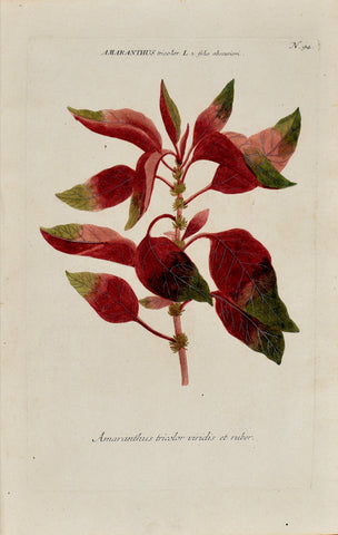 Johann Wilhelm Weinmann (1683-1741) Amaranthus (Amaranth) N. 94