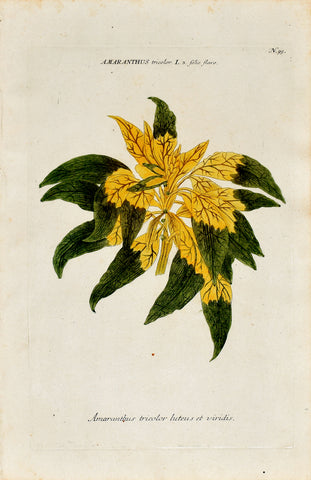 Johann Wilhelm Weinmann (1683-1741) Amaranthus (Amaranth) N. 95