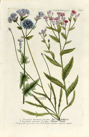 Johann Wilhelm Weinmann (1683-1741) Serratula (Saw-wort) & Catananche (Cupid's Dart) N. 917