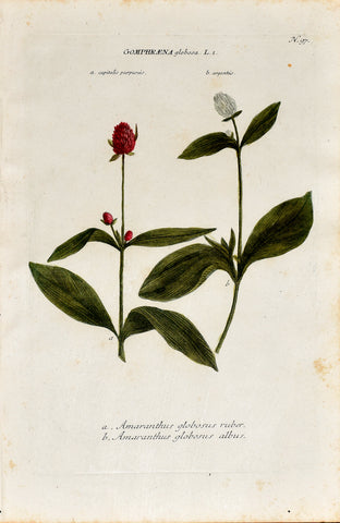 Johann Wilhelm Weinmann (1683-1741) Gomphrena (Globe Amaranth) N. 97