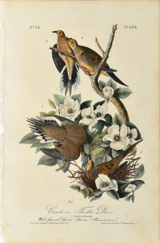 John James Audubon (American, 1785-1851), Pl 286 - Carolina Turtle Dove