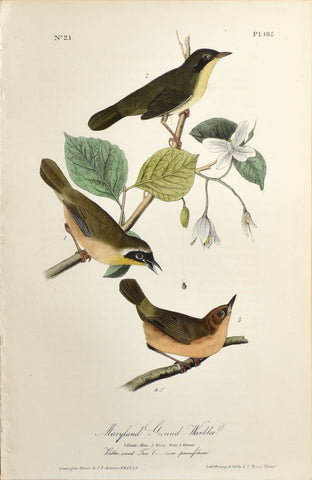 John James Audubon (American, 1785-1851), Pl 102 - Maryland Ground Warbler