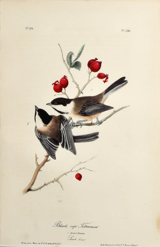 John James Audubon (American, 1785-1851), Pl 126 - Black cap Titmouse