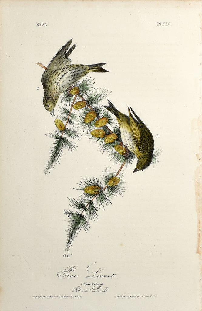 John James Audubon (American, 1785-1851), Pl 180 - Pine Linnet – Arader ...