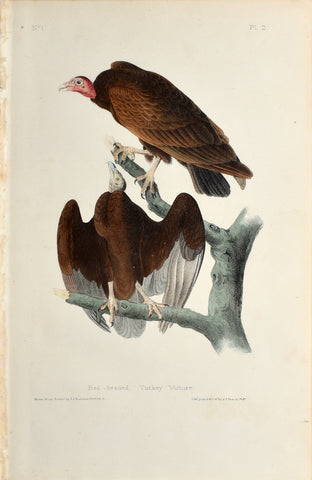 John James Audubon (American, 1785-1851), Pl 2 - Red-headed Turkey Vulture